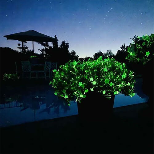 Glowing Firefly Petunia plant in a pot by the poolside at night – Light Bio outdoor bioluminescent garden decor