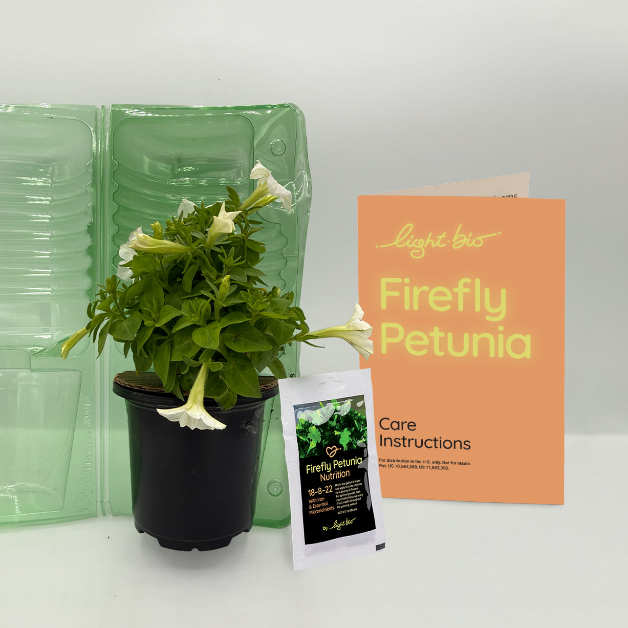 Light Bio Firefly Petunia Avid Gardener Series (80mm Plants)