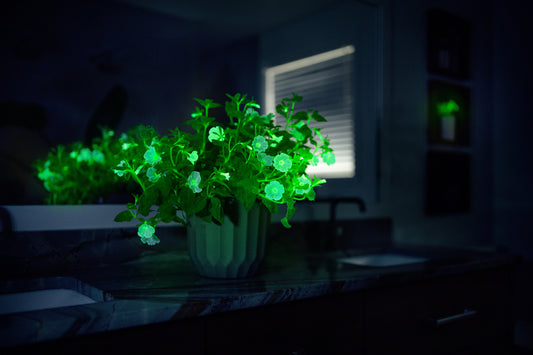 Light Bio Trial Pink & White Petunia (6 Starter Plants)