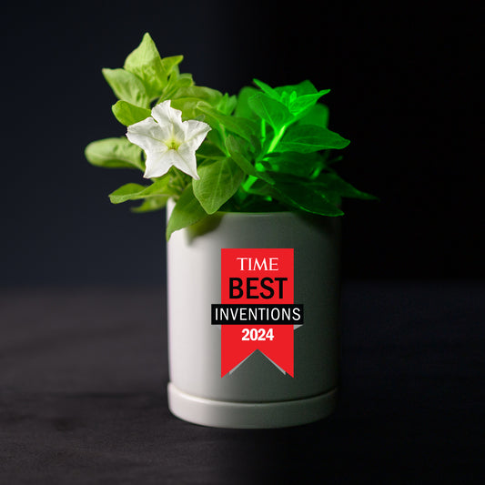 Light Bio Firefly Petunia with Ceramic Pot