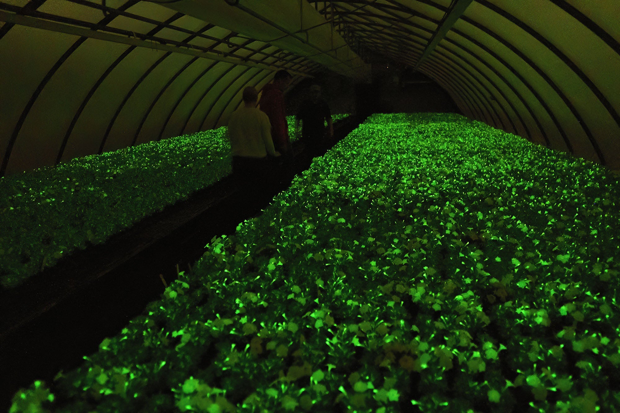 People walking inside a greenhouse filled with glowing Firefly Petunia plants
