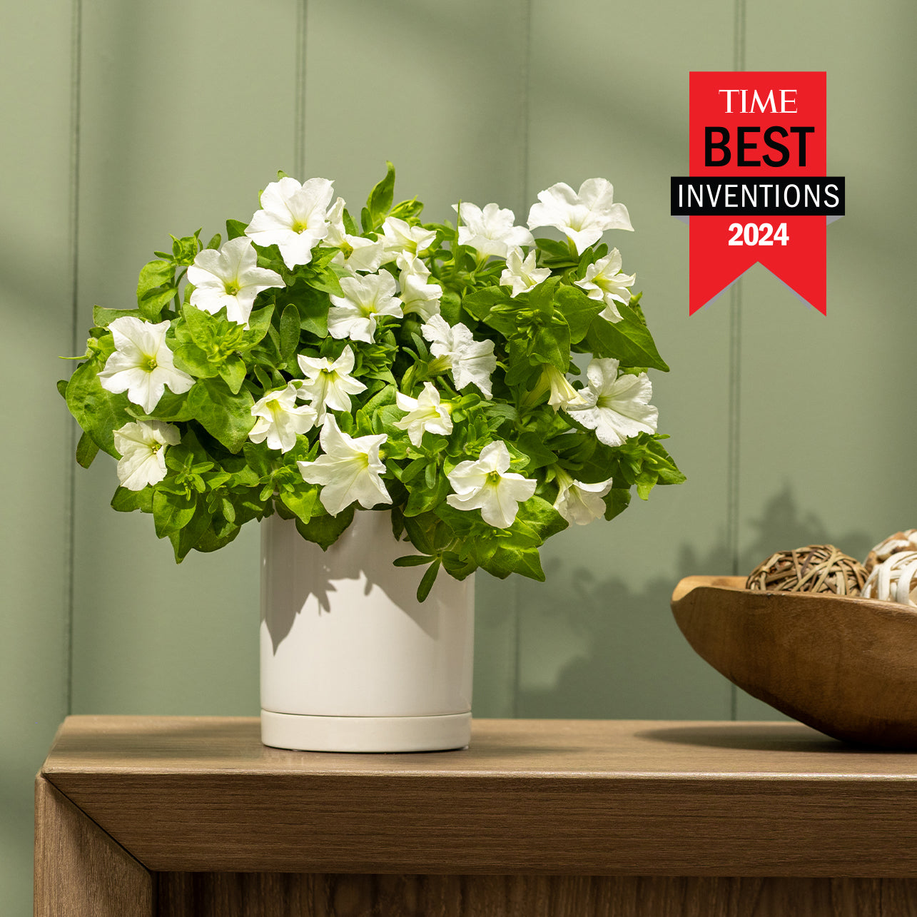 Mature Firefly Petunia in a minimalist pot on a wooden table with a 'TIME Best Inventions 2024' label.