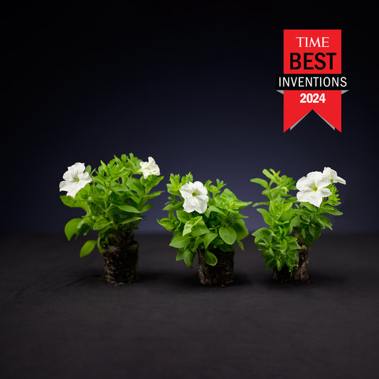 Three Firefly Petunias with white blossoms in compostable liners, with the "Time Best Inventions 2024" badge.