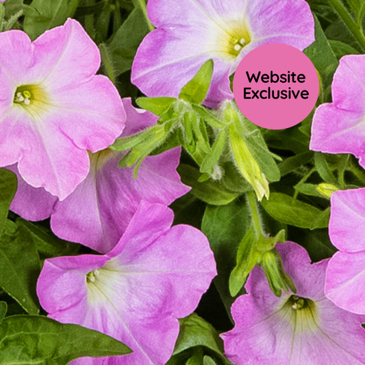Macro of Trial Pink Petunia blossoms in the daylight with a 'Website Exclusive' label.