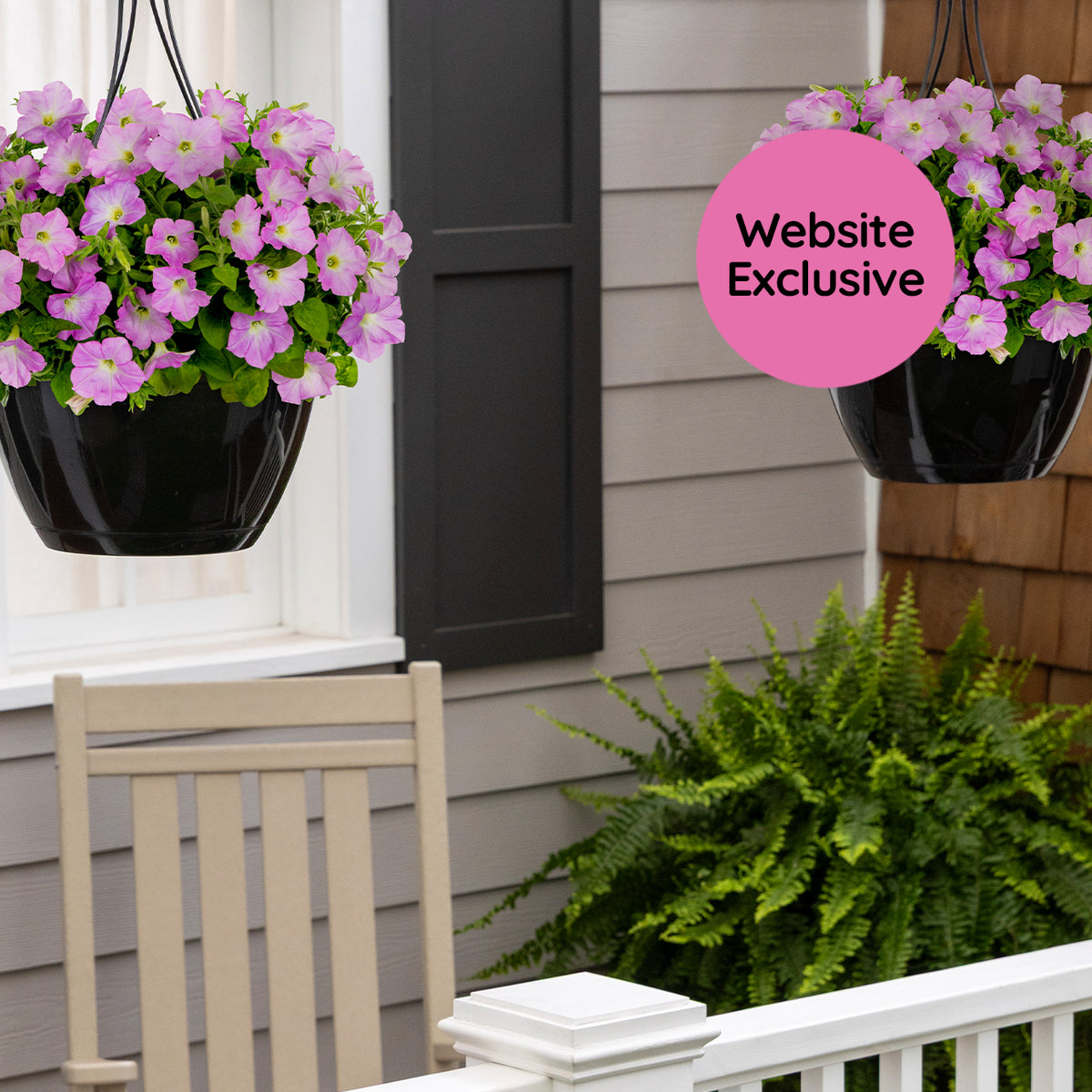 Two hanging baskets of Trial Pink Petunias on a porch with a 'Website Exclusive' label.