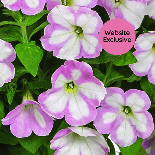 Macro of Trial Pink and White variegated petunias with a pink "Website Exclusive" badge.