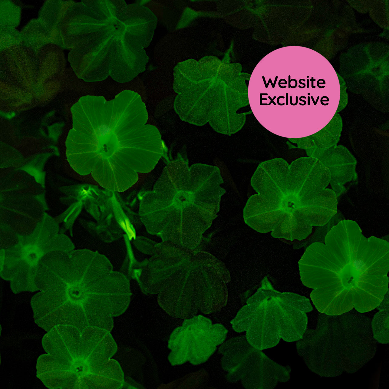 Light Bio Trial Pink & White Petunia Starter Sets (45mm Plants)