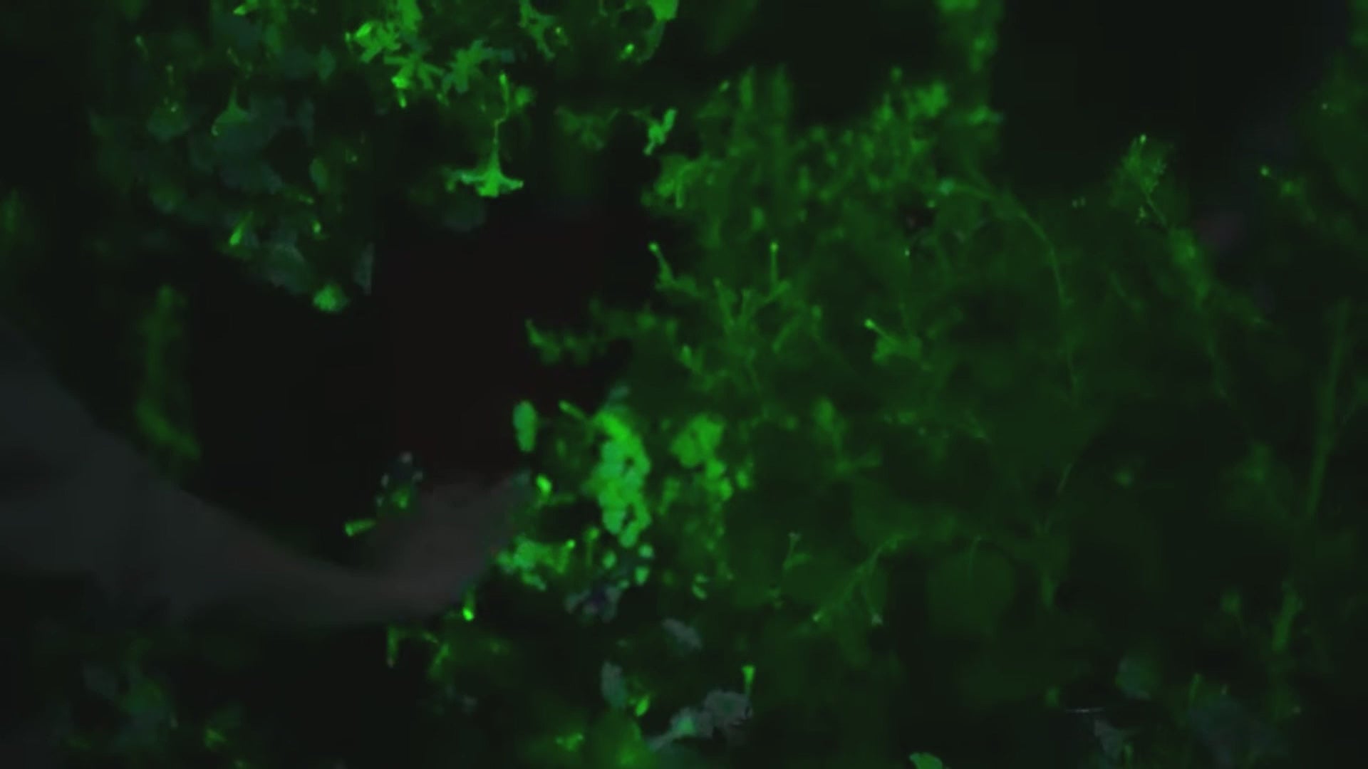 Load video: Person monitoring glowing Firefly Petunia plants – Light Bio bioluminescence experiment