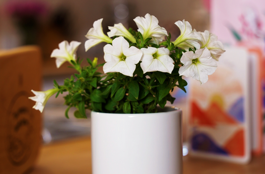 The Firefly™ Petunia is Strictly an Outdoor Plant