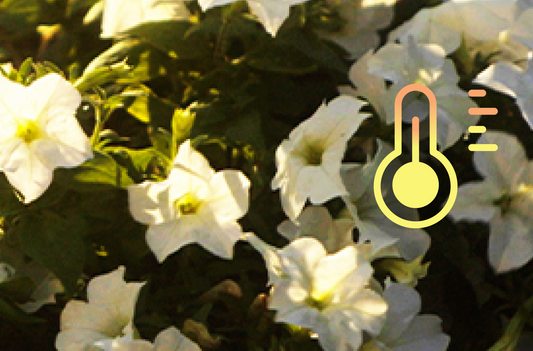 Firefly™ Petunias Will Immediately Die in the Summer Heat