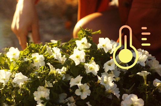 Firefly™ Petunias Will Immediately Die in the Summer Heat