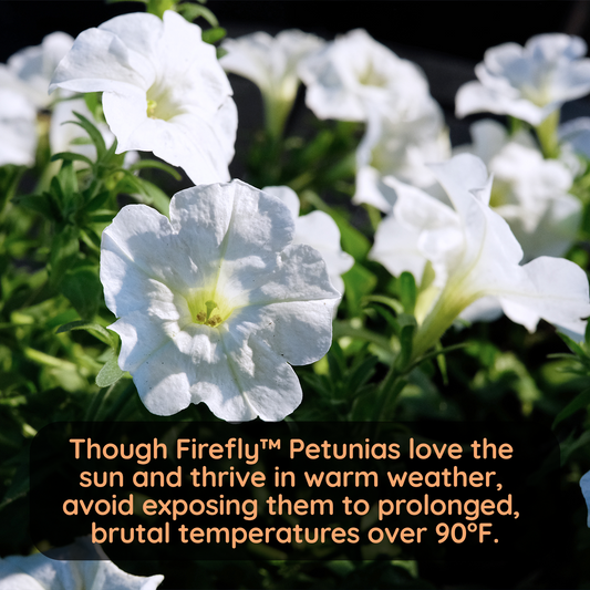 Firefly™ Petunias Will Immediately Die in the Summer Heat