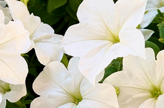 Why the Glow Transforms from Day to Night