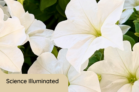 Why the Glow Transforms from Day to Night