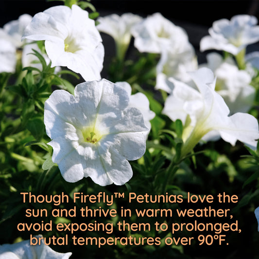 Firefly™ Petunias Will Immediately Die in the Summer Heat