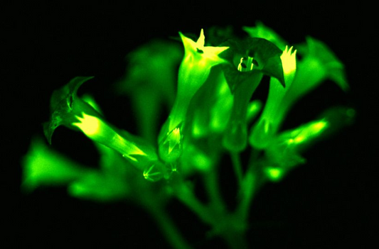 Why the Newest Buds Glow the Brightest