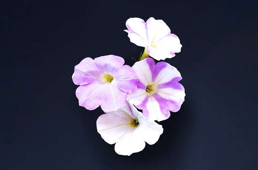The Science Behind the Ever-Changing Bloom