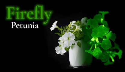 Firefly Petunia