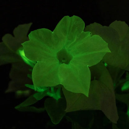 Firefly Petunia