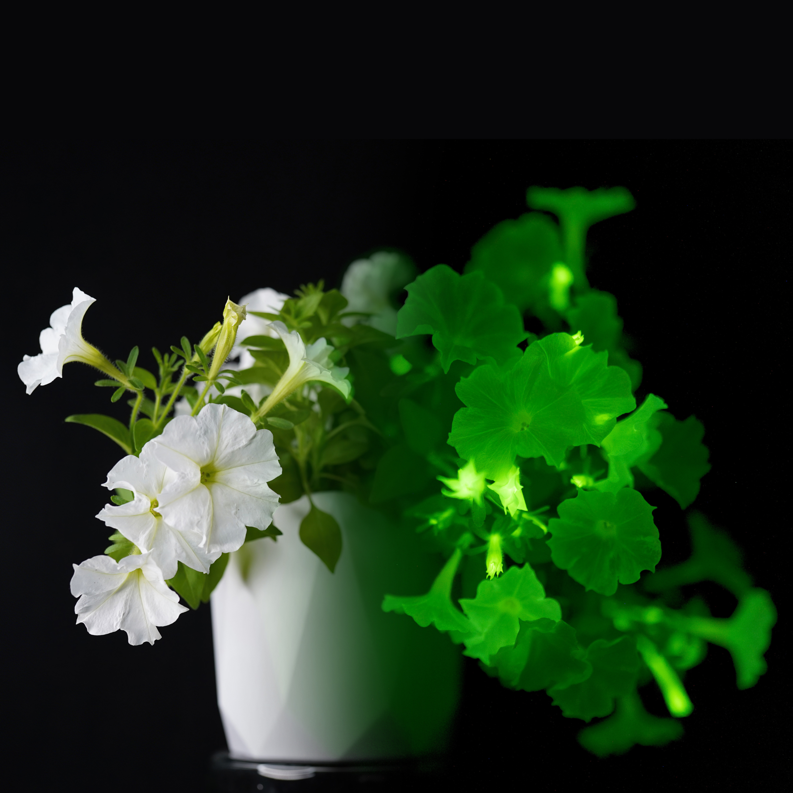 6 Glowing Plants