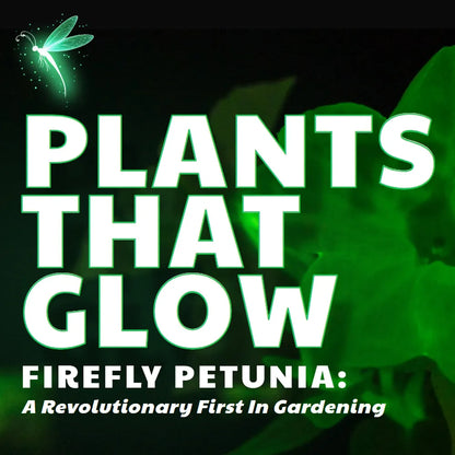 Firefly Petunia