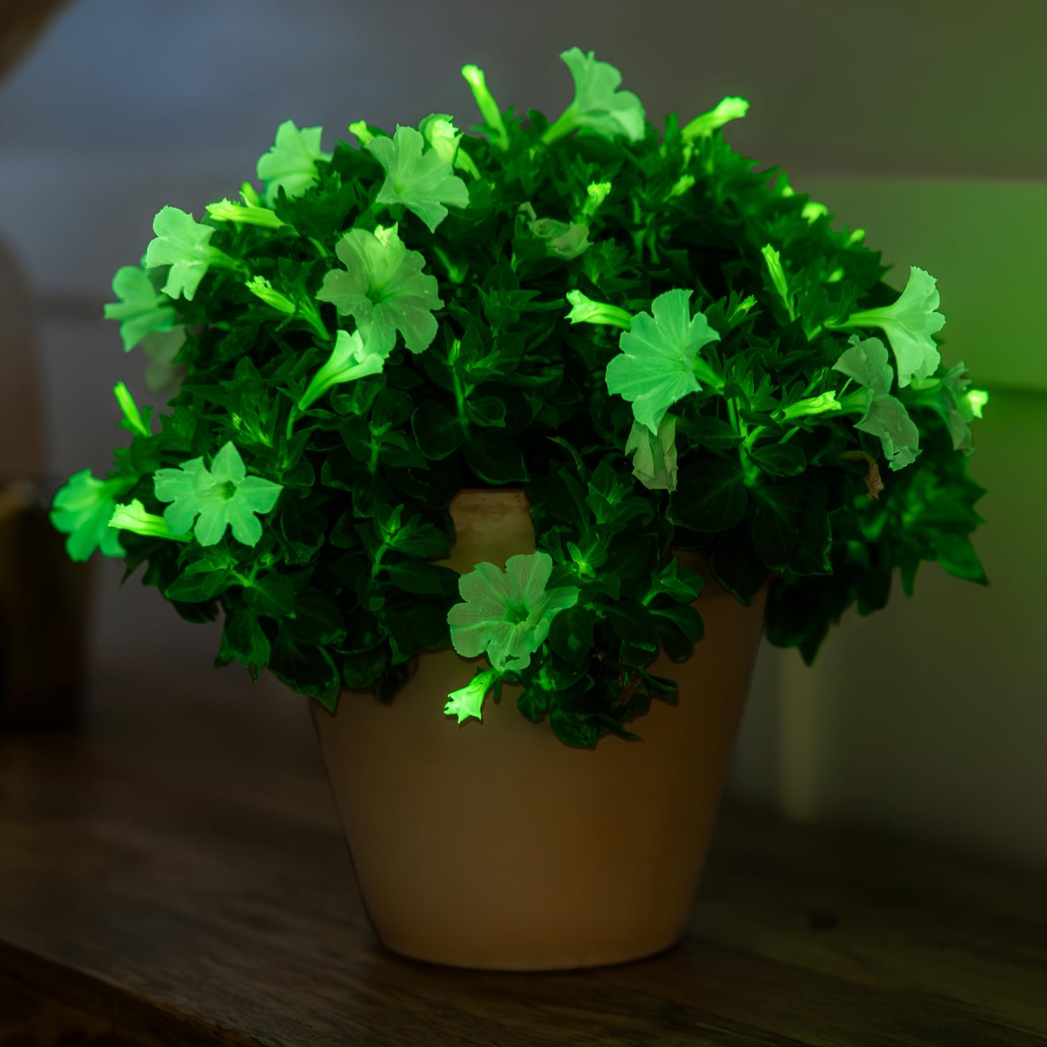 Firefly Petunia – 1 Glowing Pack