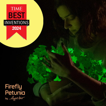 Firefly Petunia – 1 Glowing Pack