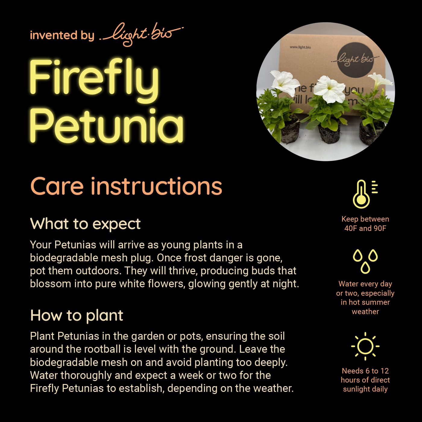Firefly Petunia – 1 Glowing Pack