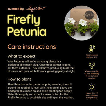 Firefly Petunia – 1 Glowing Pack