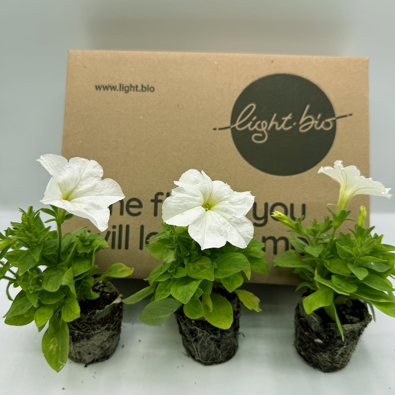 Firefly Petunia – 1 Glowing Pack