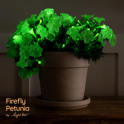 Firefly Petunia – 1 Glowing Pack