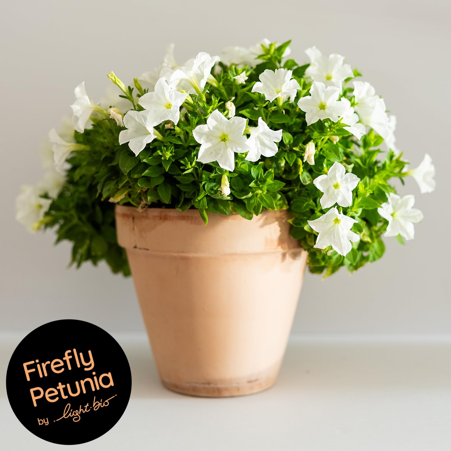 Firefly Petunia – 1 Glowing Pack