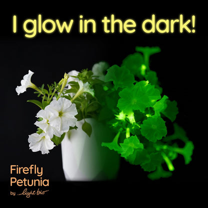 Firefly Petunia – 1 Glowing Pack