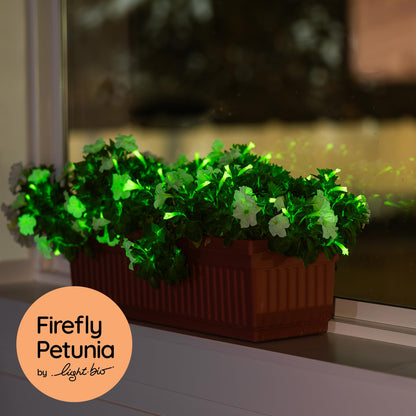 Firefly Petunia – 1 Glowing Pack