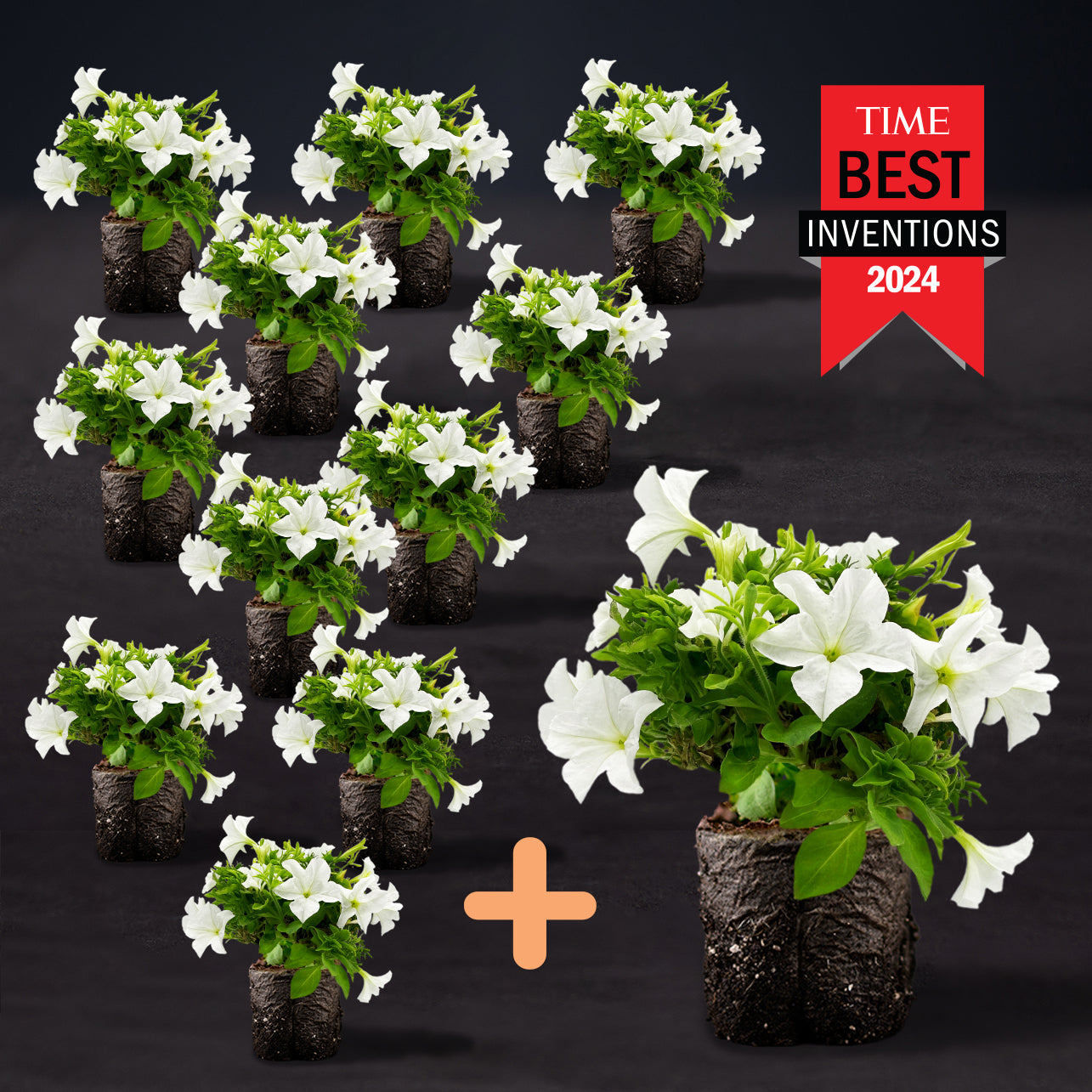 Light Bio Firefly Petunia Avid Gardener Series (80mm Plants)
