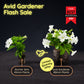 Light Bio Firefly Petunia Avid Gardener Series (80mm Plants)