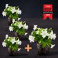 Light Bio Firefly Petunia Avid Gardener Series (80mm Plants)
