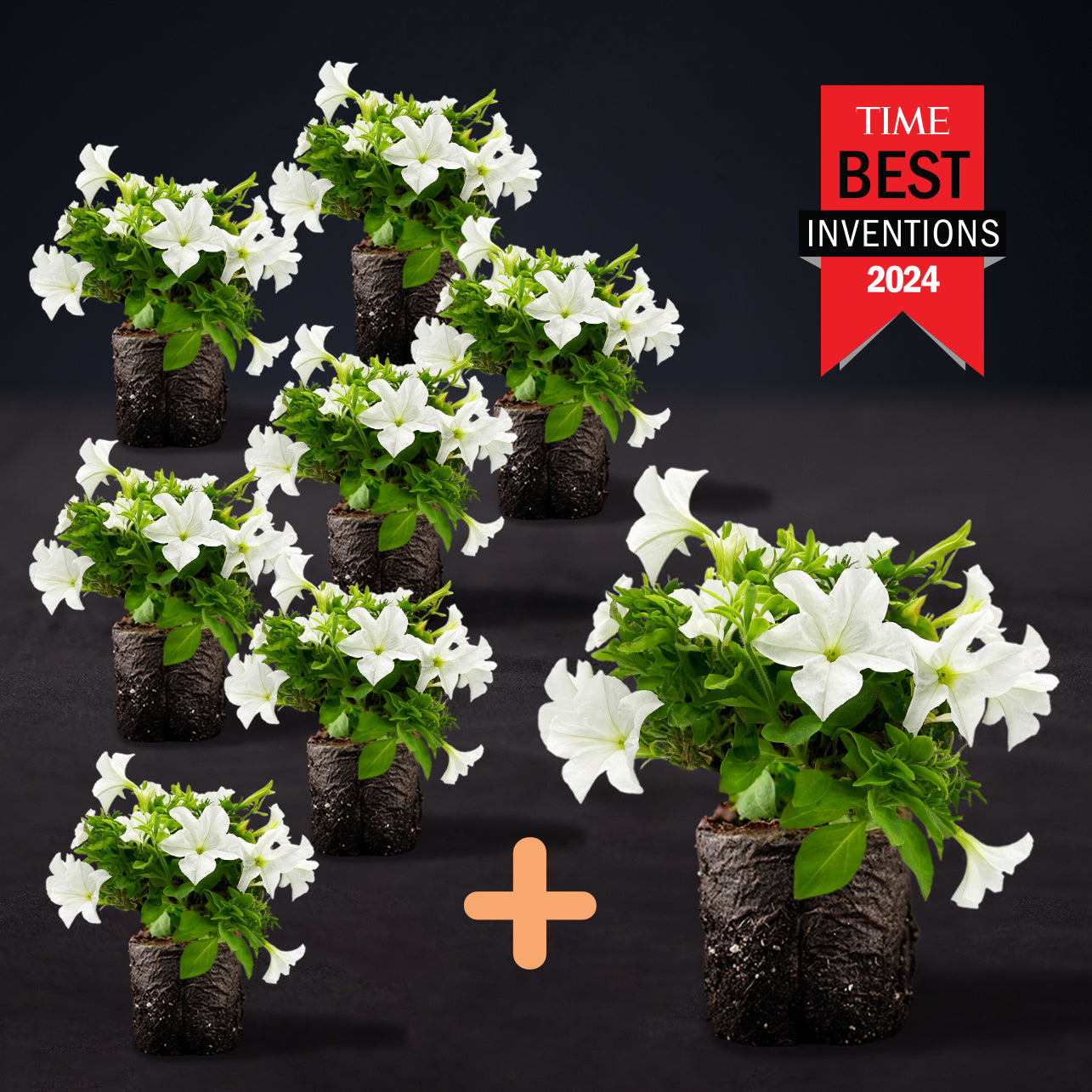 Light Bio Firefly Petunia Avid Gardener Series (80mm Plants)