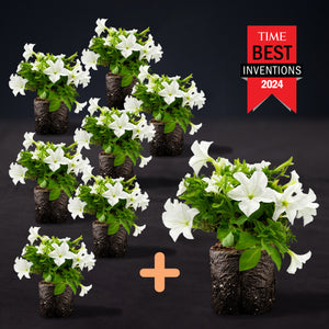 8 Plants Set