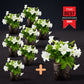 Light Bio Firefly Petunia Avid Gardener Series (80mm Plants)