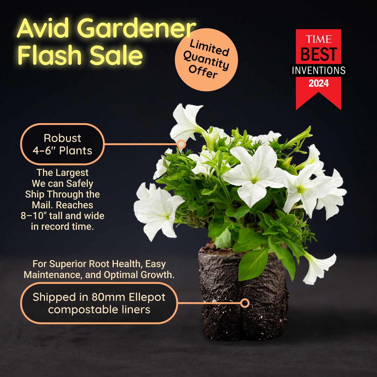 Light Bio Firefly Petunia Avid Gardener Series (80mm Plants)