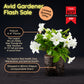 Light Bio Firefly Petunia Avid Gardener Series (80mm Plants)