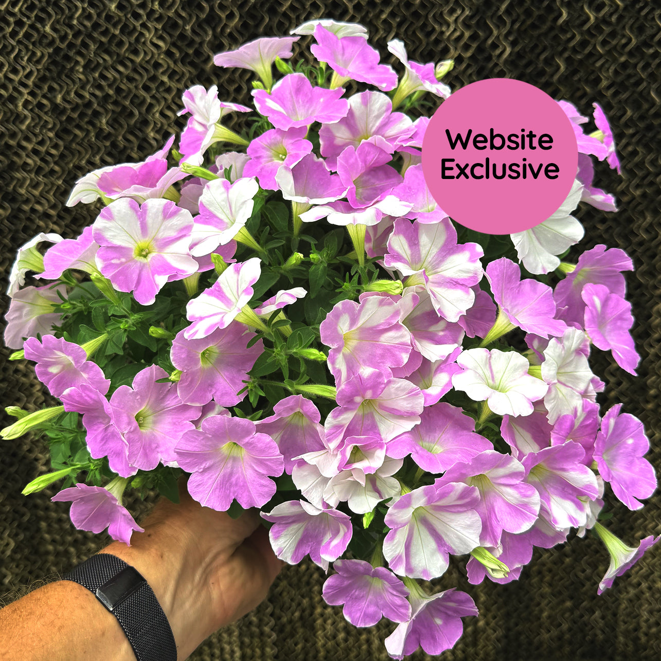 Light Bio Trial Pink & White Petunia Starter Sets (45mm Plants)