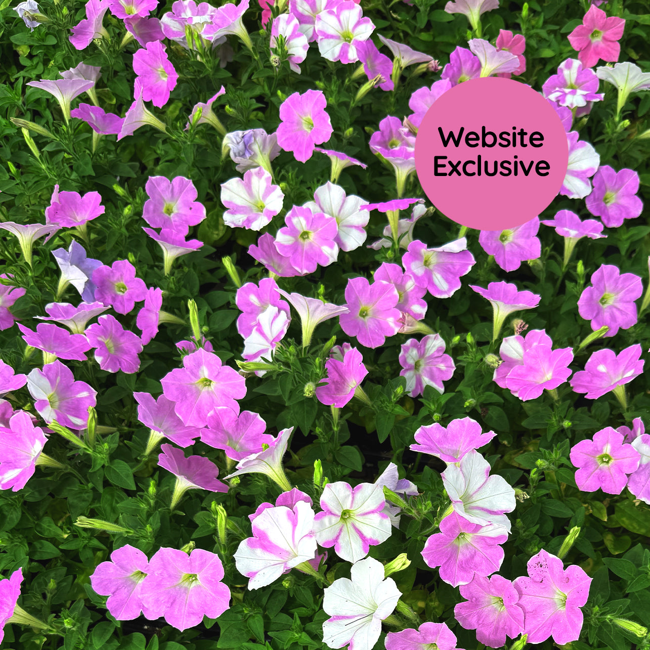 Light Bio Trial Pink & White Petunia Starter Sets (45mm Plants)