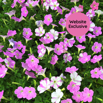 Light Bio Trial Pink & White Petunia Starter Sets (45mm Plants)