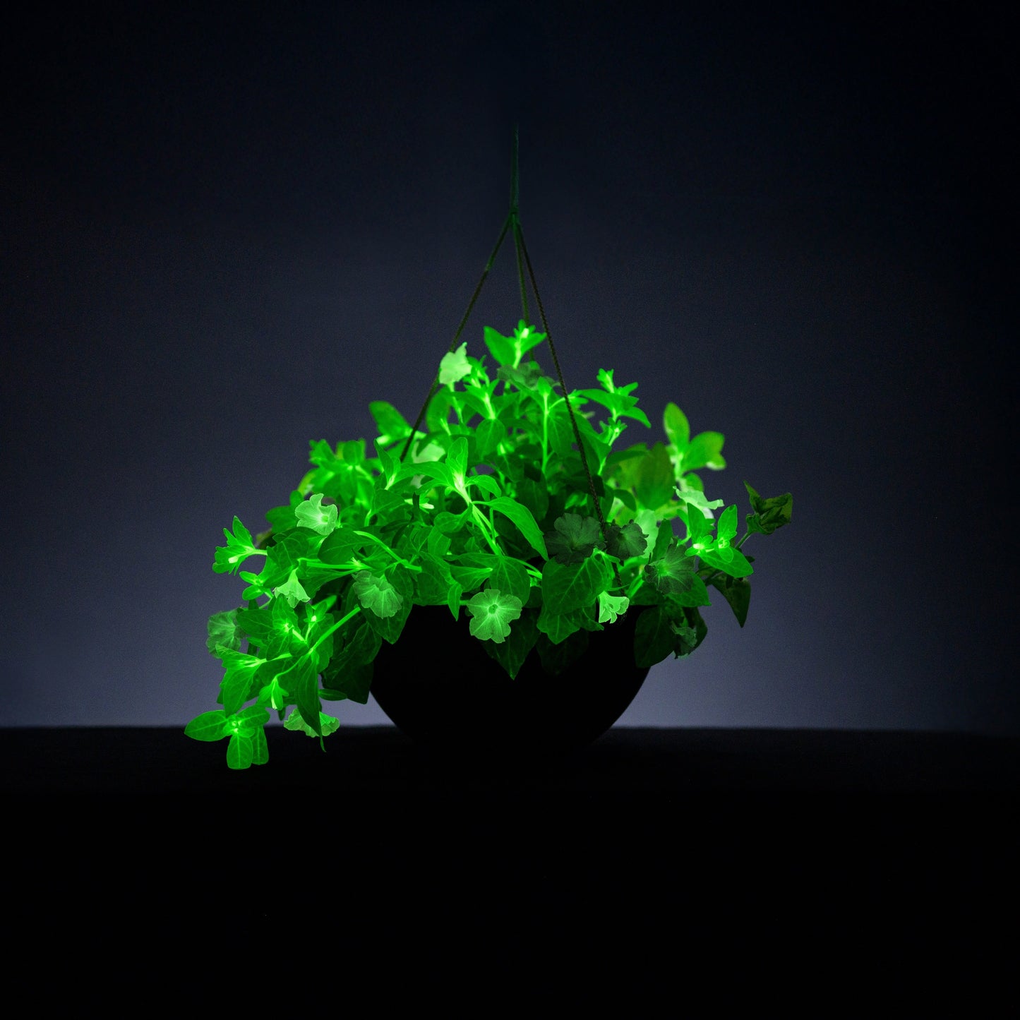 Hanging basket with bioluminescent Trial Pink Petunia glowing in the dark.