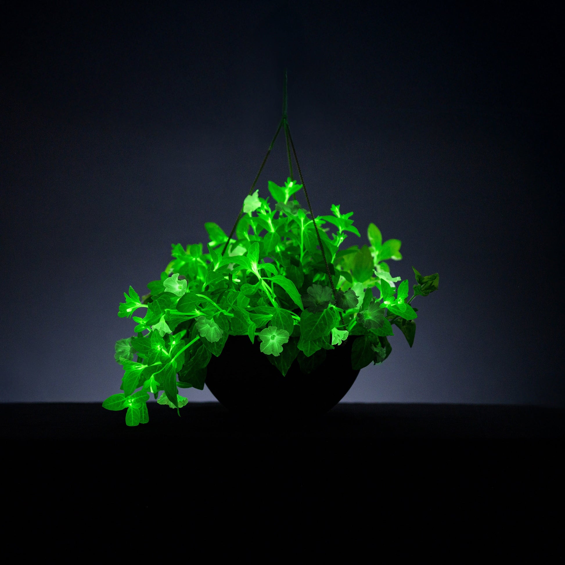 Hanging basket with bioluminescent Trial Pink Petunia glowing in the dark.