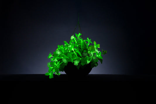 Light Bio Trial Pink Petunia (6 Starter Plants)