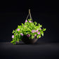 Hanging pot with Trial Pink Petunias on a black background