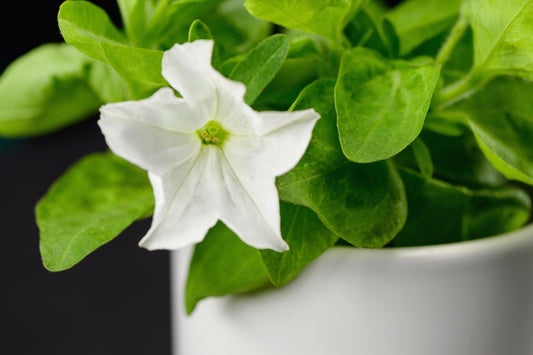 Light Bio Firefly Petunia with Ceramic Pot (1 Plant Set)